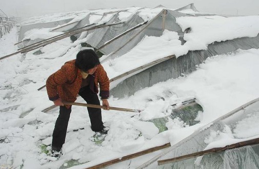 大雪壓垮鋼結(jié)構(gòu)廠房，眾多“二師兄”壯烈犧牲